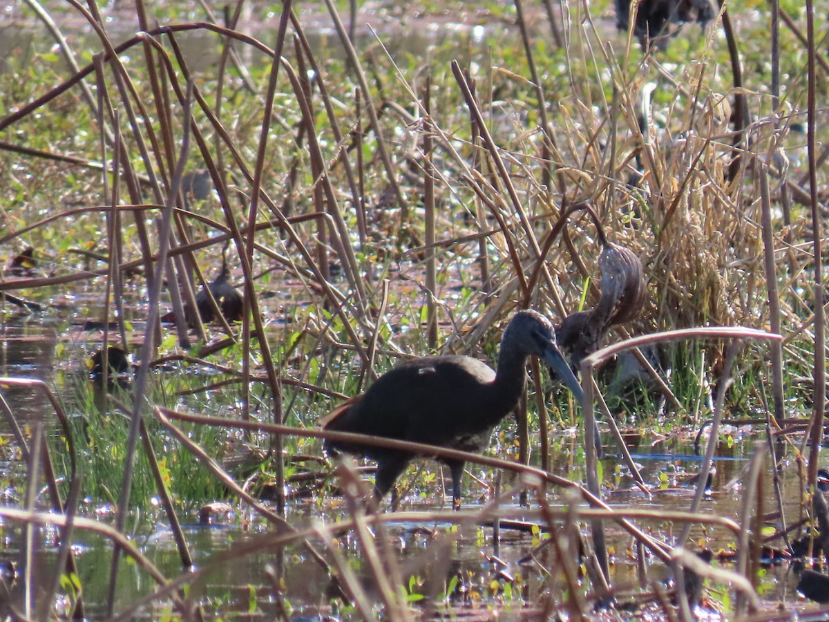 Beltzaran musuzuria - ML647685053