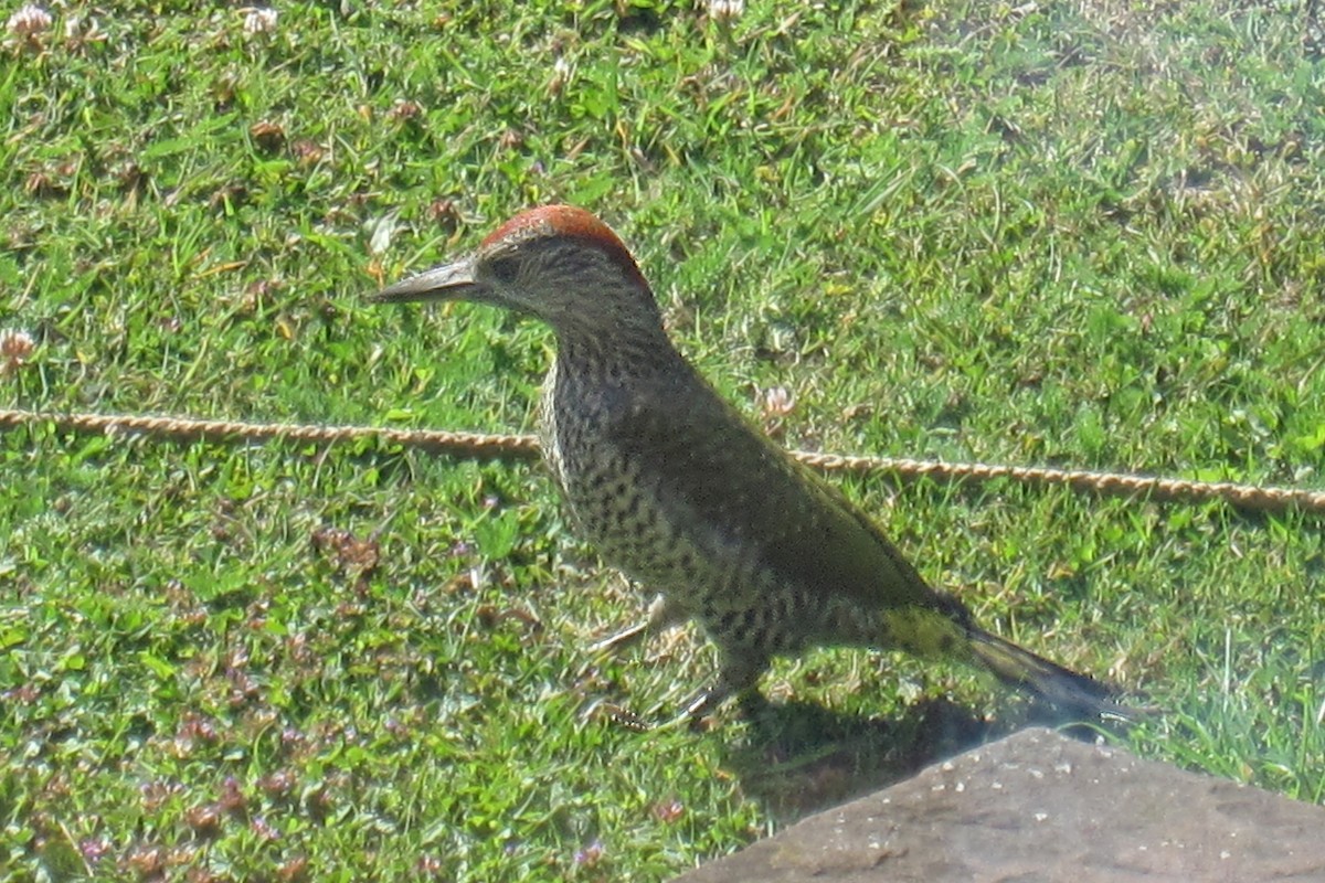 žluna zelená - ML647685079