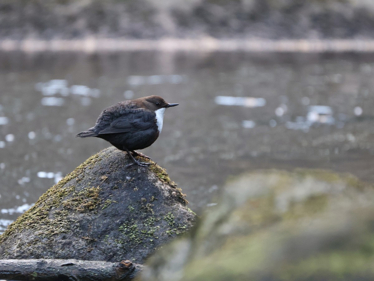 Пронурок біловолий - ML647685084