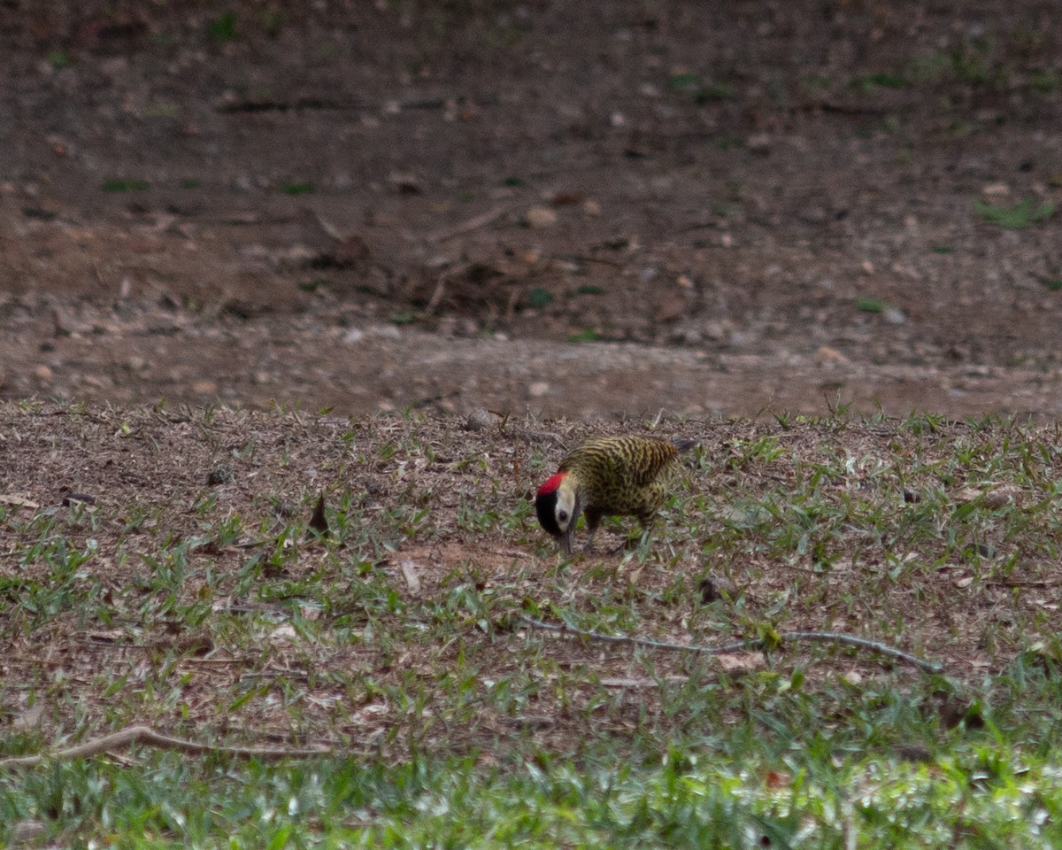 Черноусый дятел - ML647685097