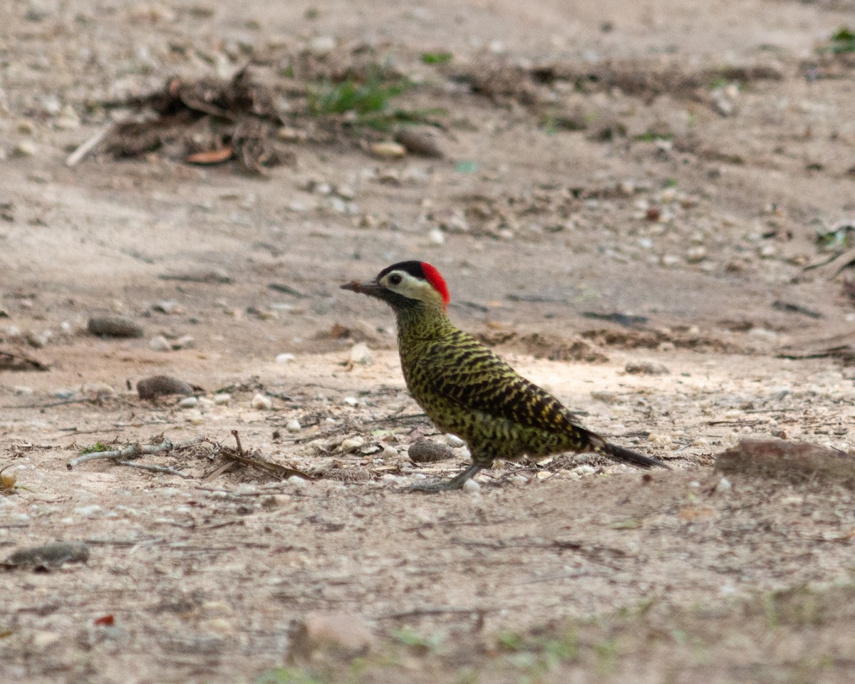 Черноусый дятел - ML647685098