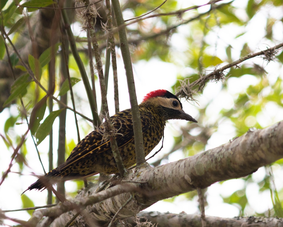 Черноусый дятел - ML647685100