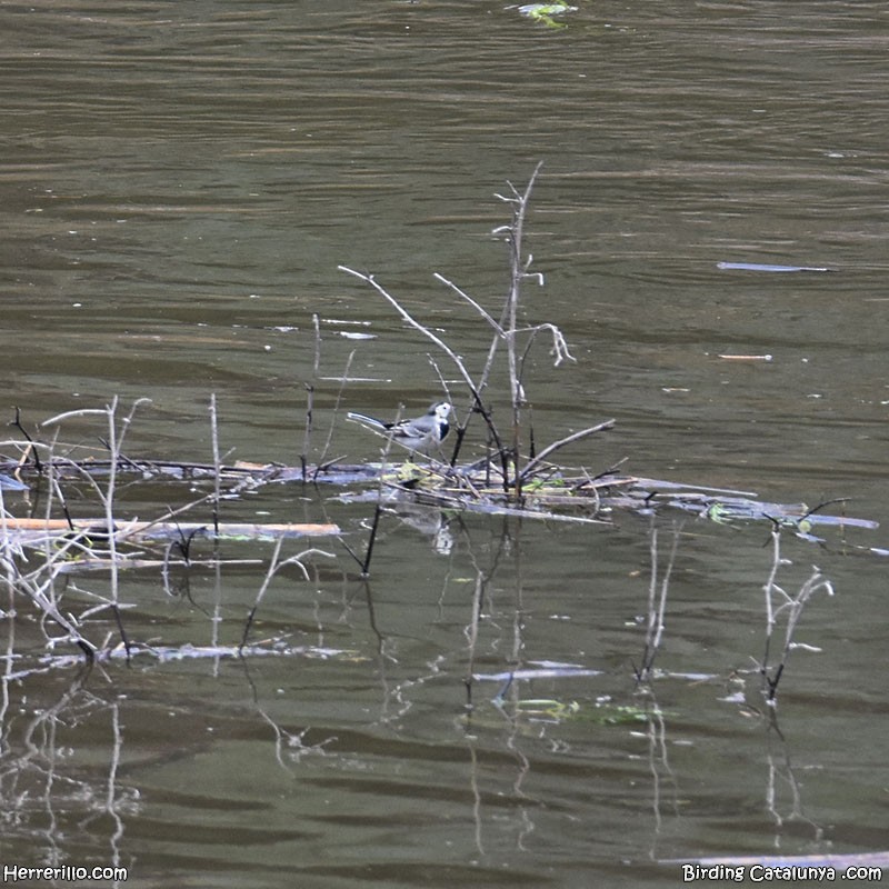 White Wagtail - ML647685110