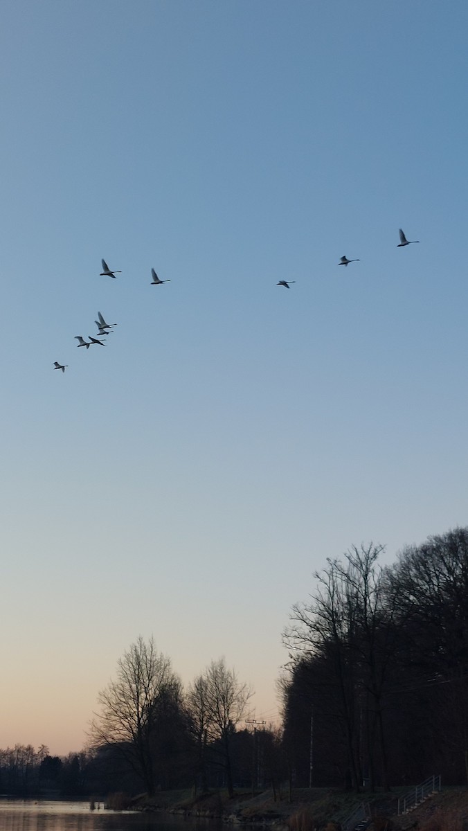 Лебідь-шипун - ML647685128