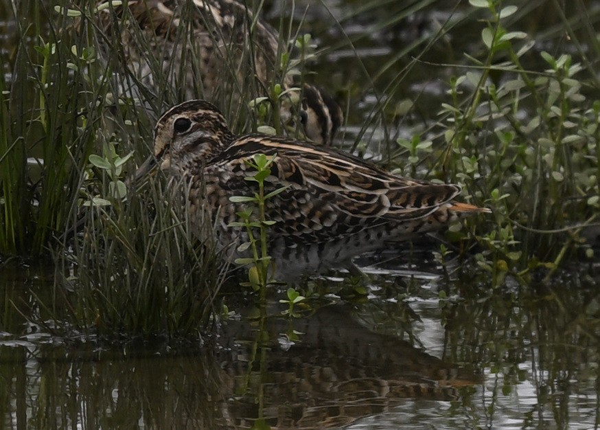 Sibirya Suçulluğu - ML647685142