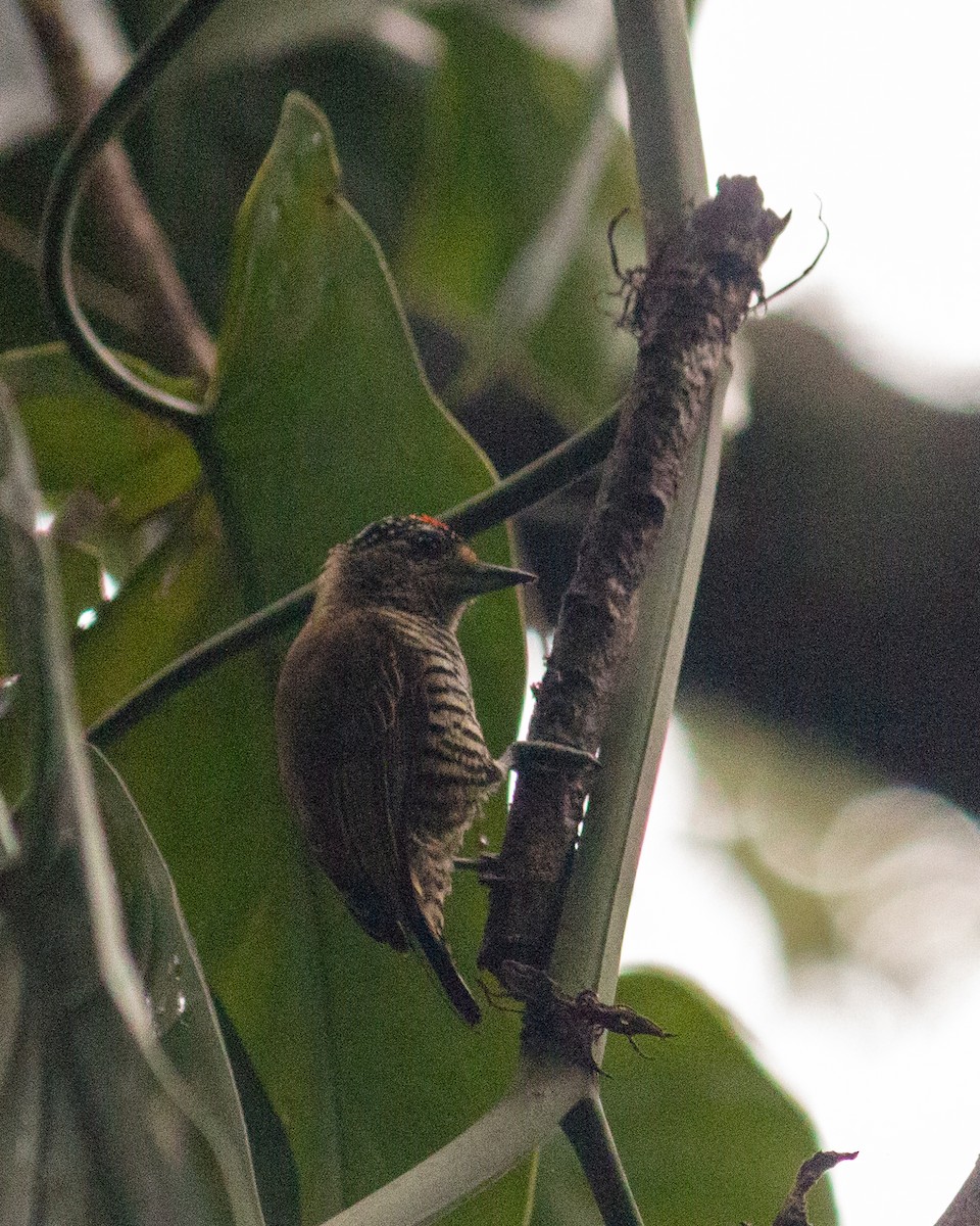 White-barred Piculet - ML647685148