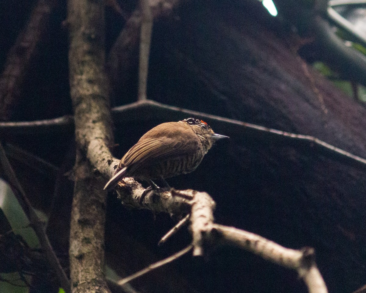 White-barred Piculet - ML647685149