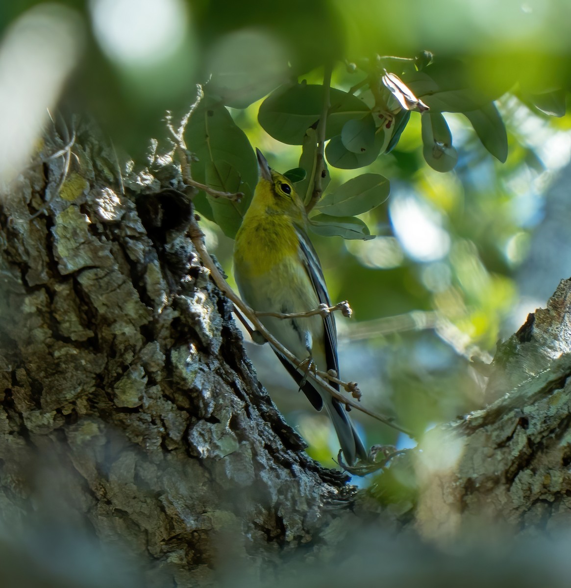 Pine Warbler - ML647685163