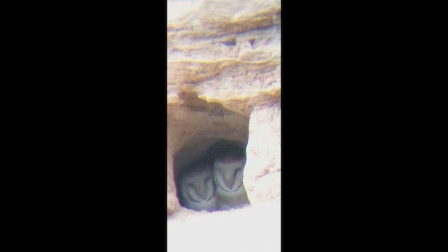 American Barn Owl - ML647685165