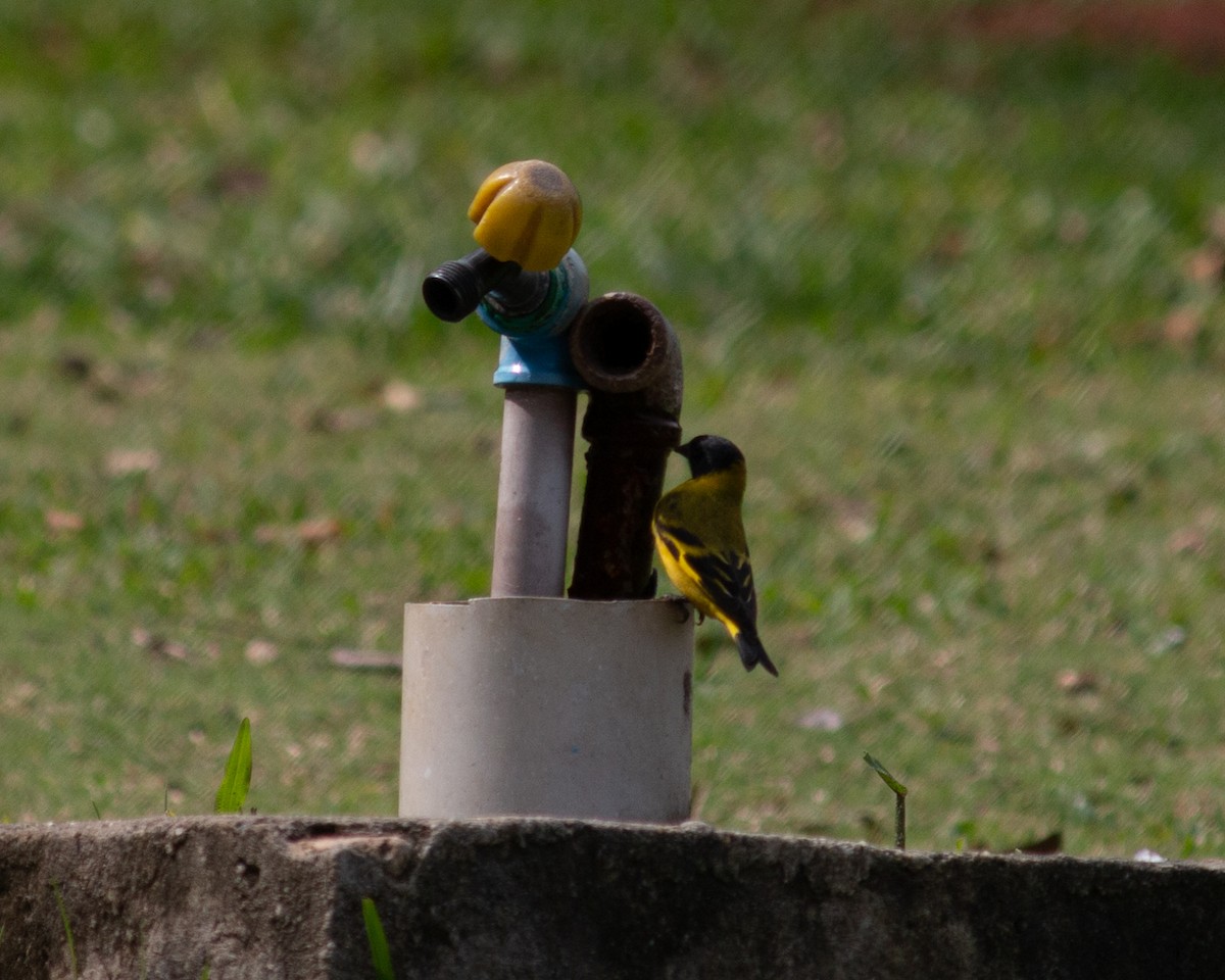 Hooded Siskin - ML647685176