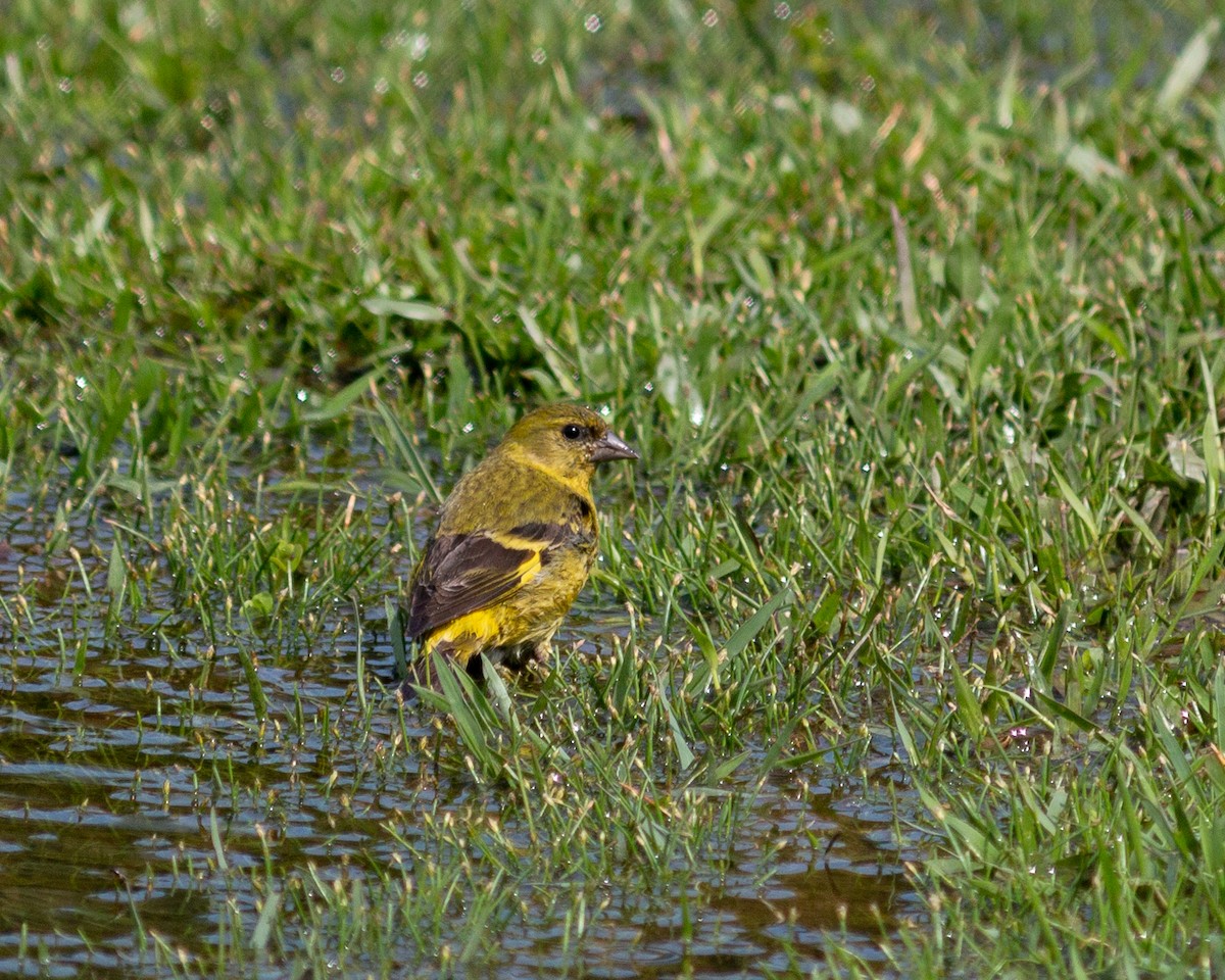 Hooded Siskin - ML647685177