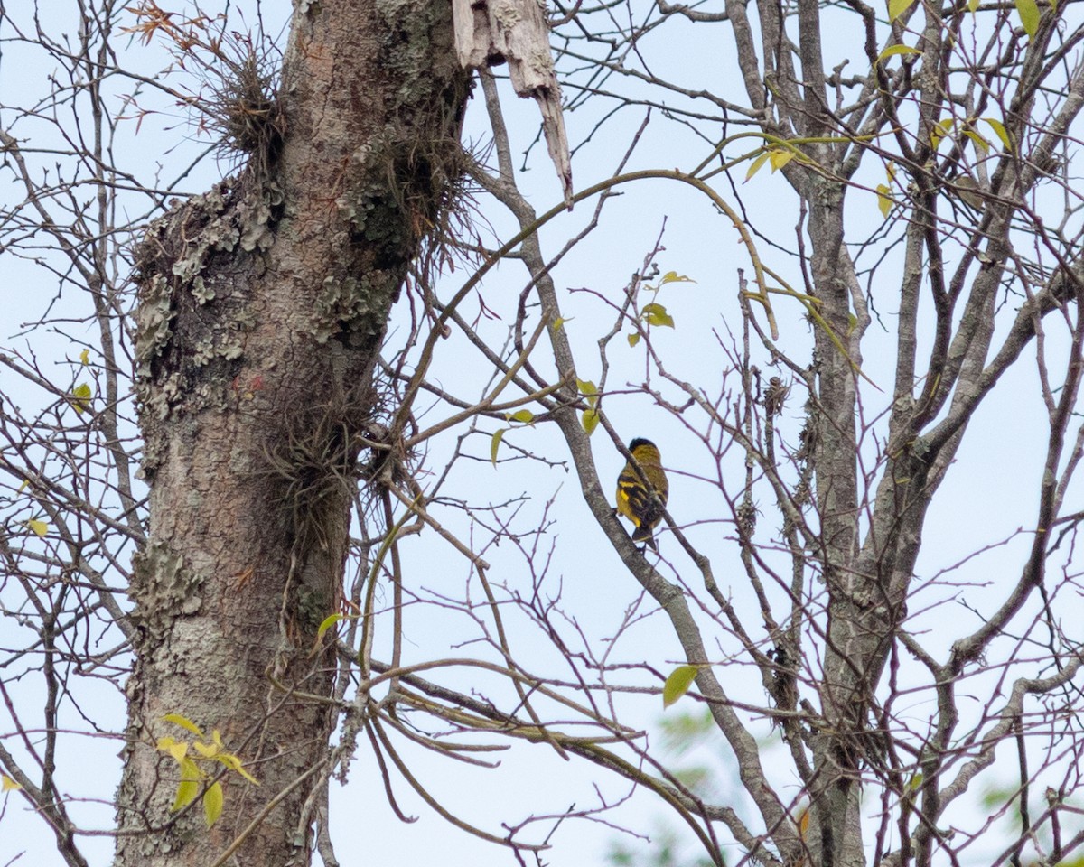 Hooded Siskin - ML647685179
