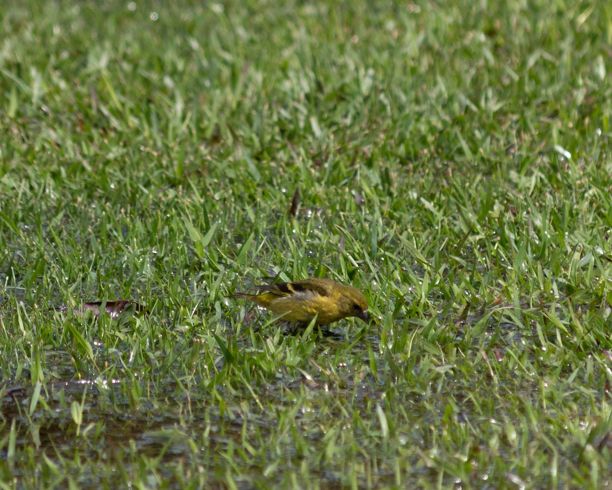 Hooded Siskin - ML647685181