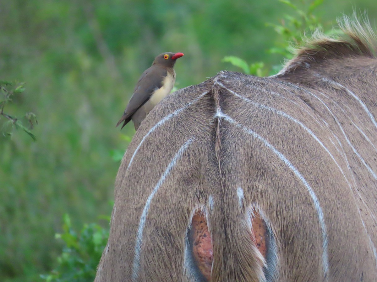 rødnebboksehakker - ML647685186