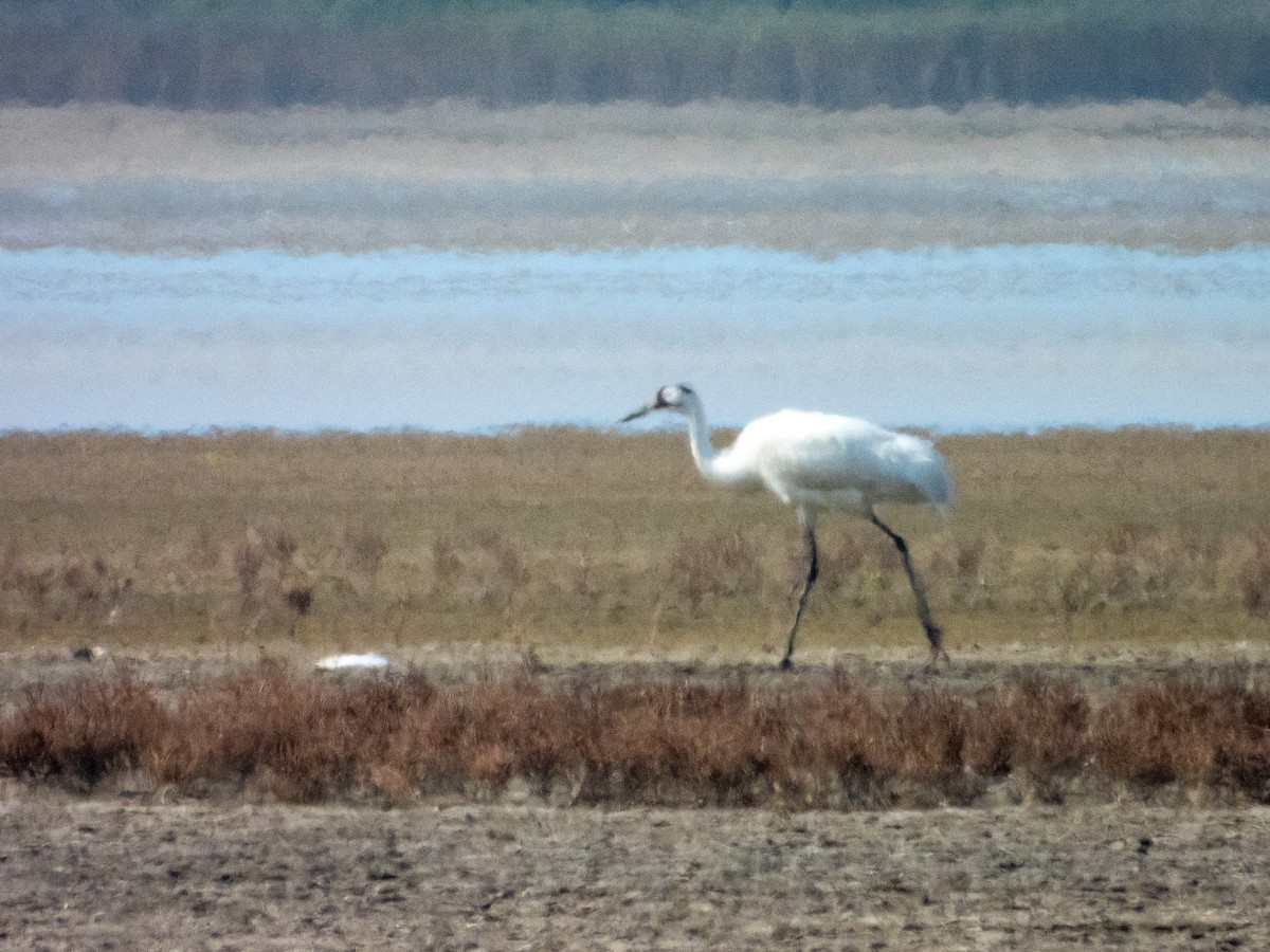 trompettrane - ML647685221