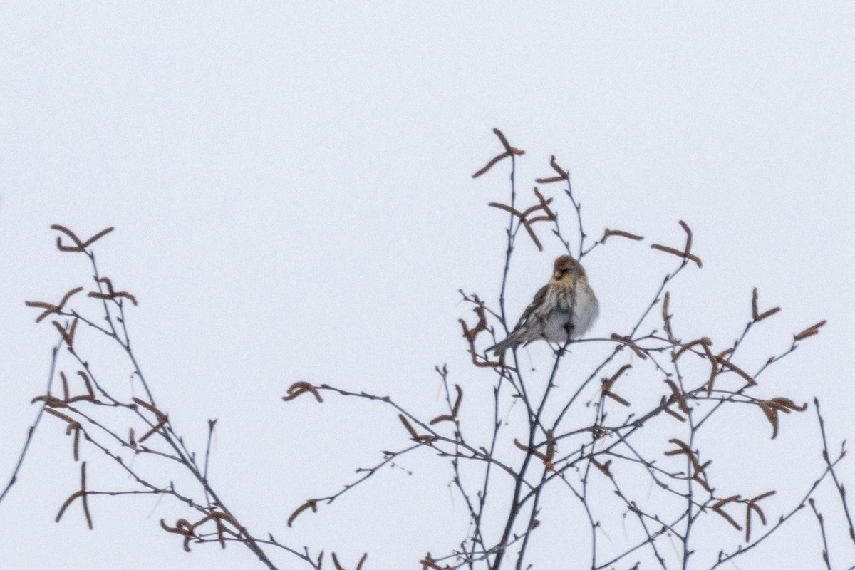 Redpoll - ML647685233