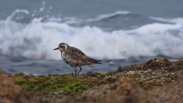 Pacific Golden-Plover - ML647685236