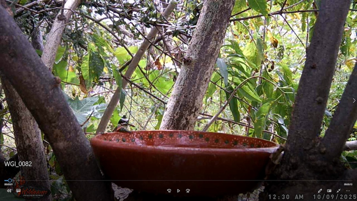 Great Kiskadee - ML647685252