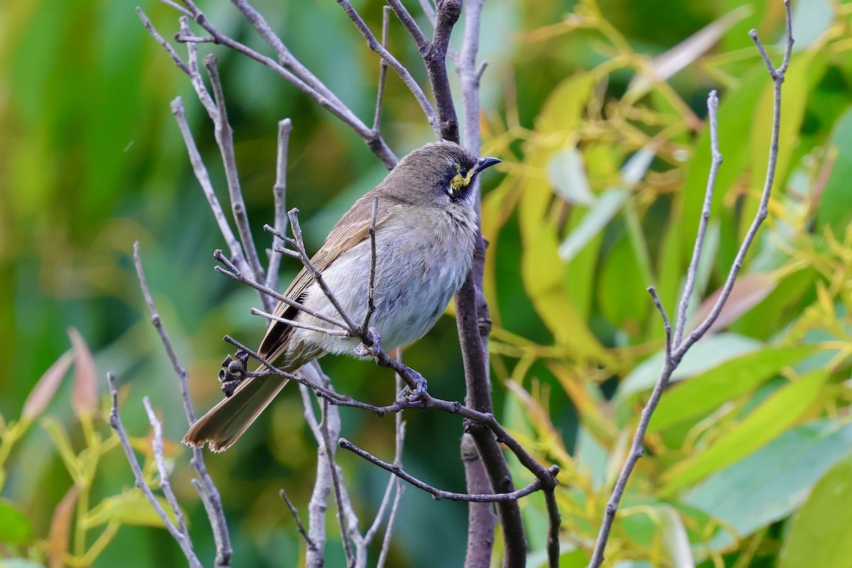 Sarı Yanaklı Balkuşu - ML647685271