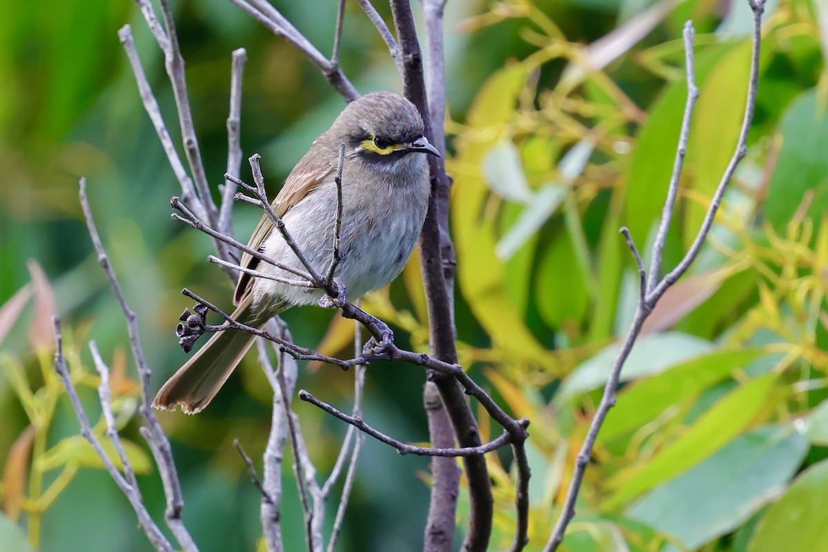 Sarı Yanaklı Balkuşu - ML647685272