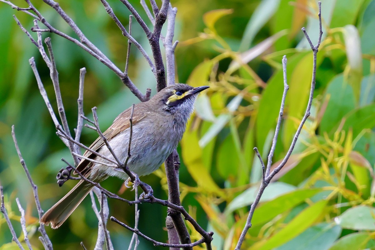 Sarı Yanaklı Balkuşu - ML647685273