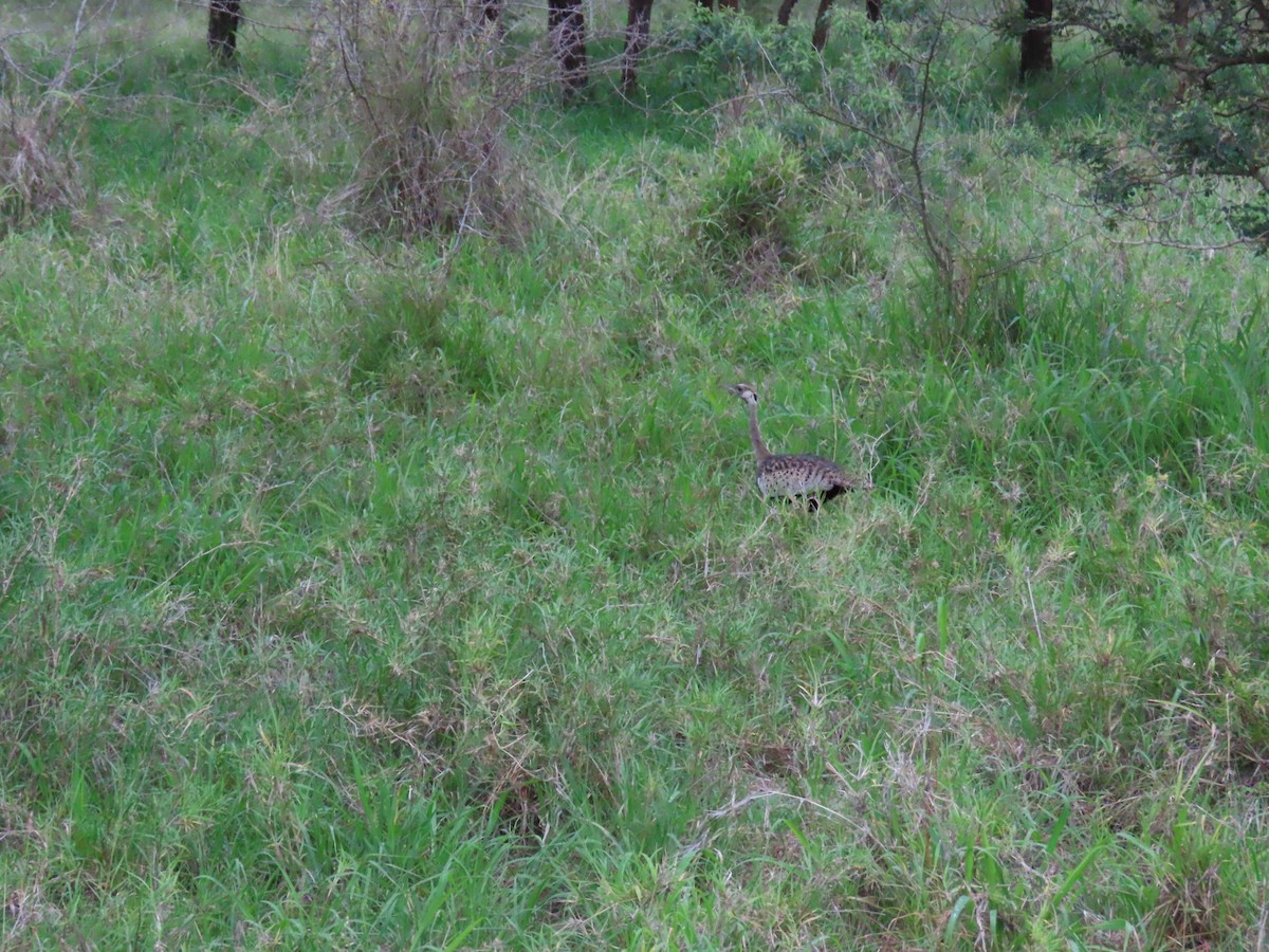 Black-bellied Bustard - ML647685281