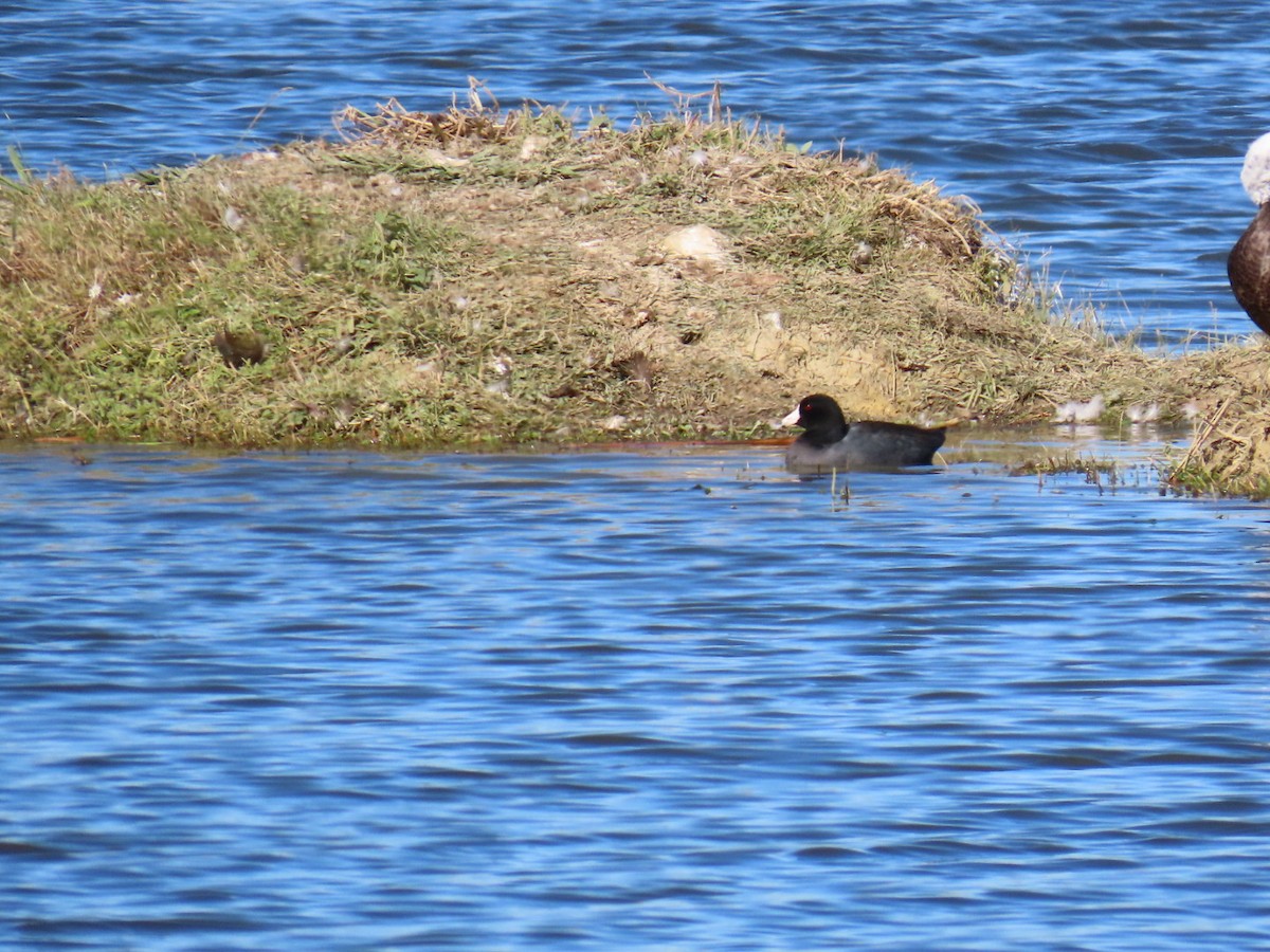 Лиска американська - ML647685291