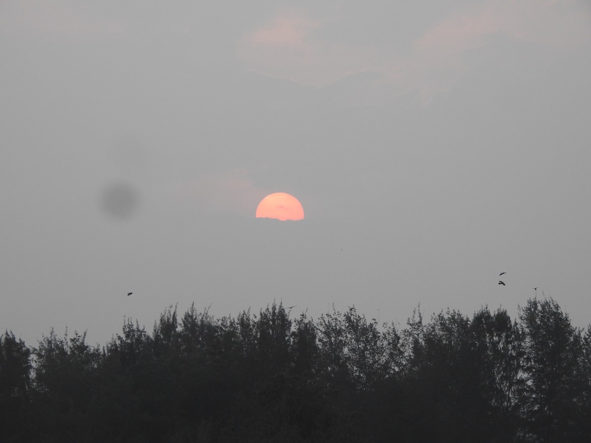 Large-billed Crow - ML647685295