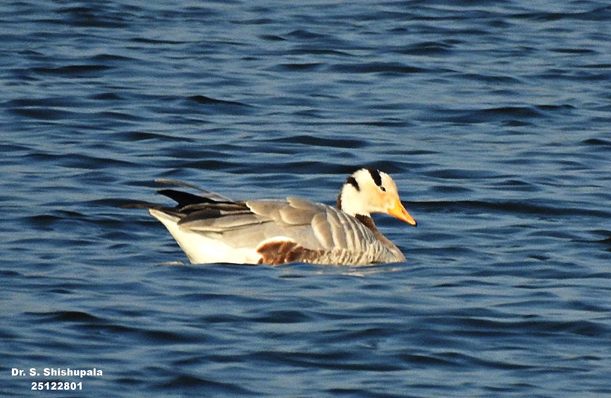 Bar-headed Goose - ML647685301