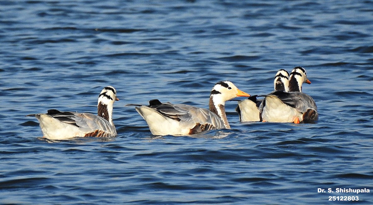 Bar-headed Goose - ML647685309