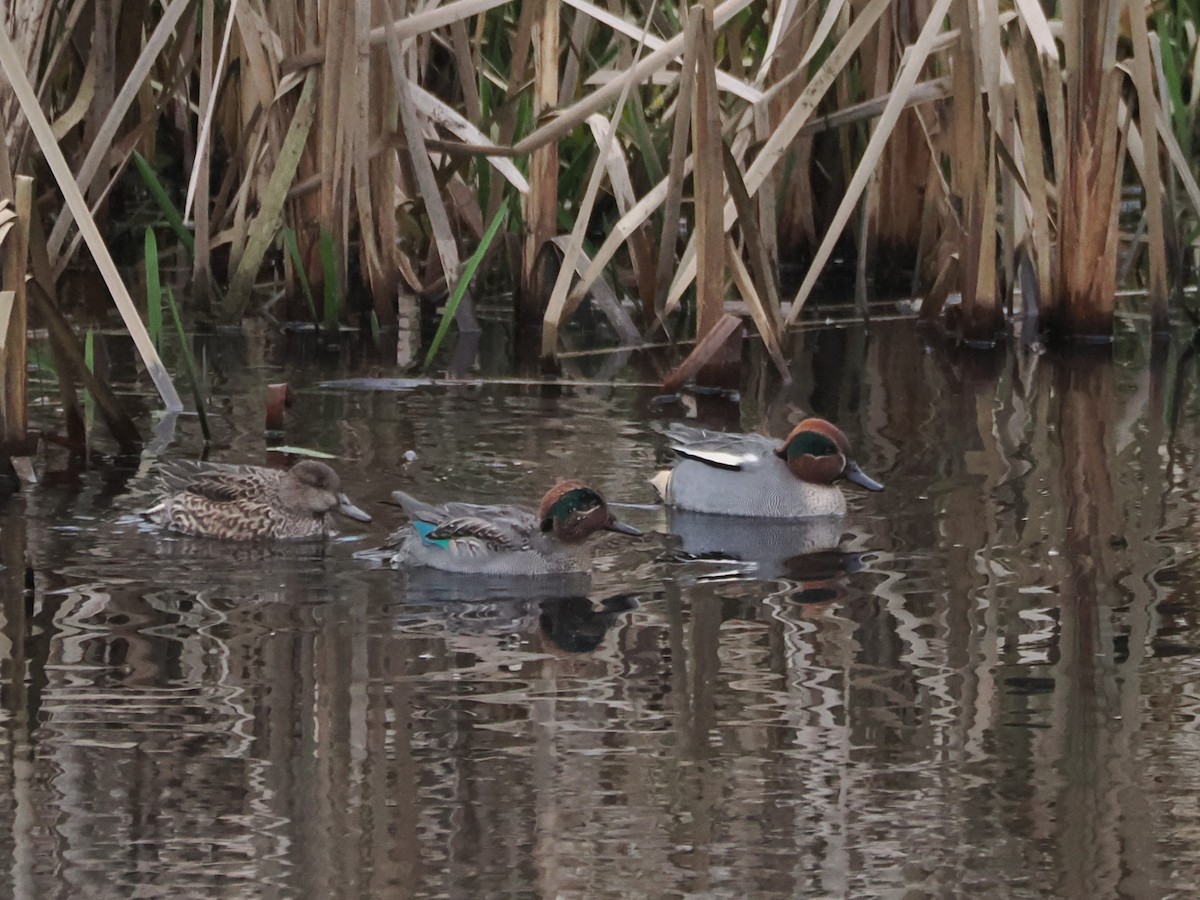 Zertzeta arrunta (eurasiarra) - ML647685310