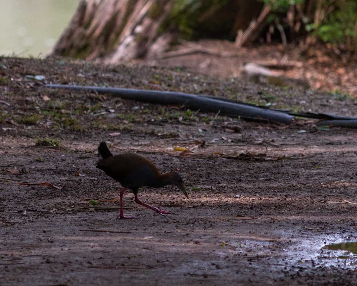 Slaty-breasted Wood-Rail - ML647685311