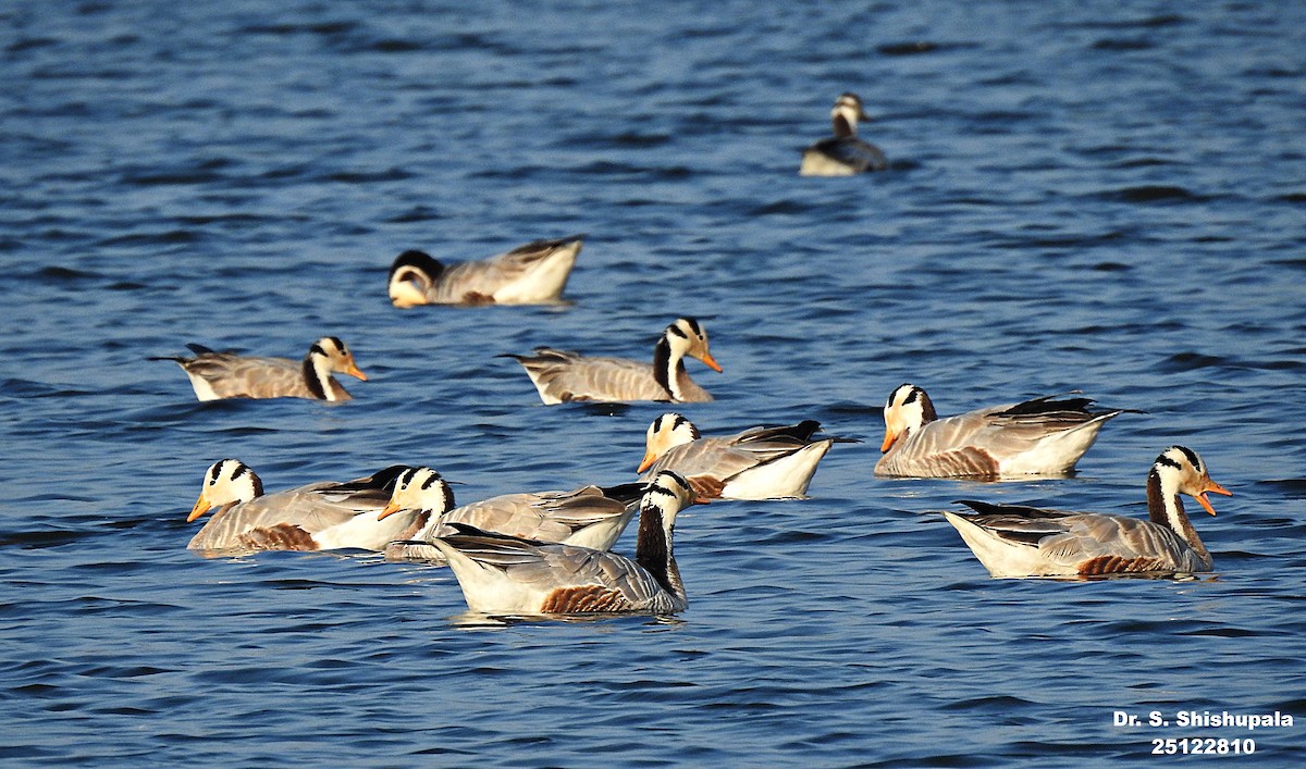 Bar-headed Goose - ML647685314