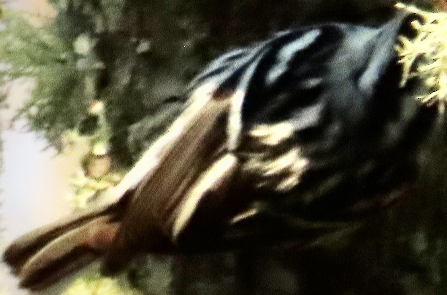 Black-and-white Warbler - ML647685315