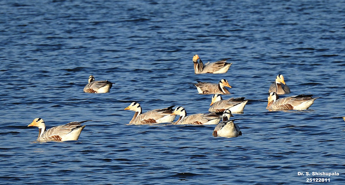 Bar-headed Goose - ML647685321