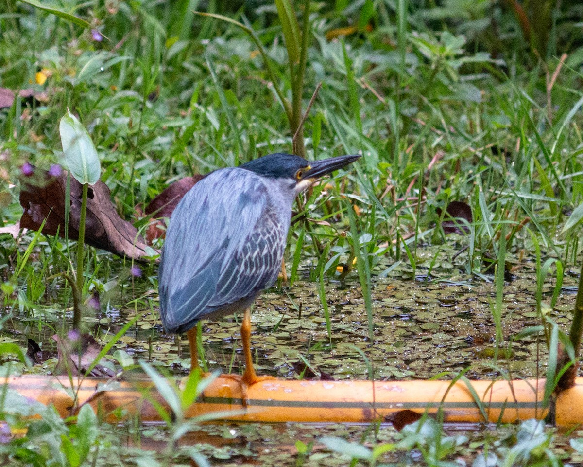 Striated Heron - ML647685322