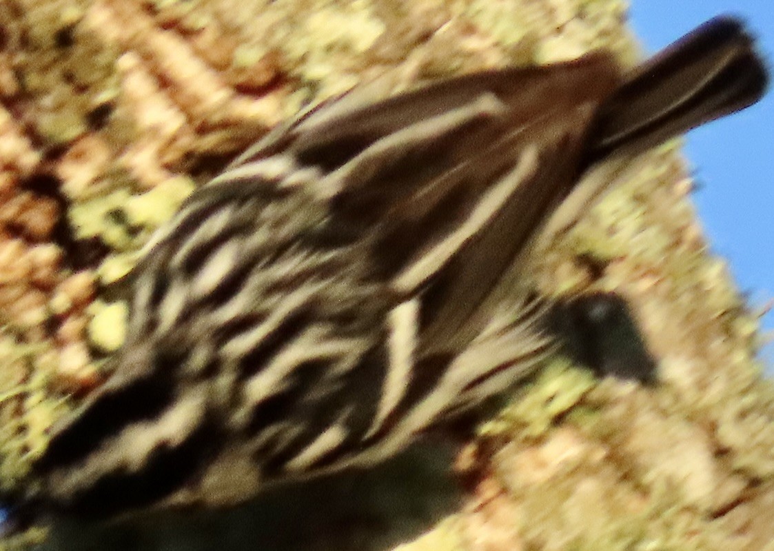 Black-and-white Warbler - ML647685323