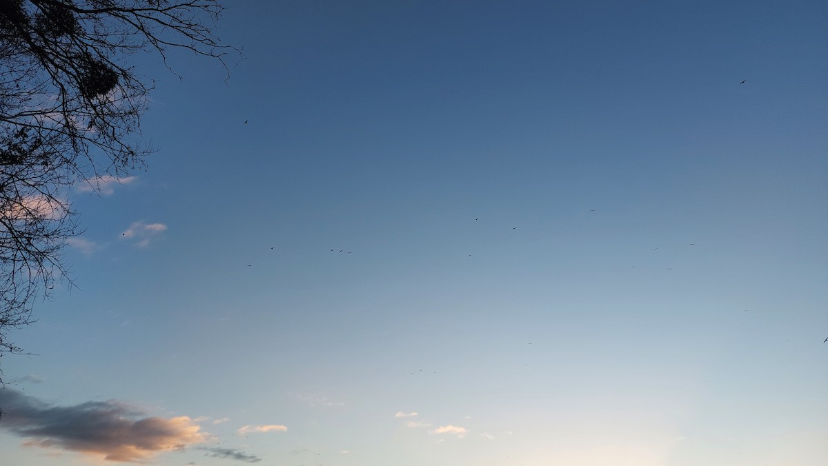 Caspian Gull - ML647685324