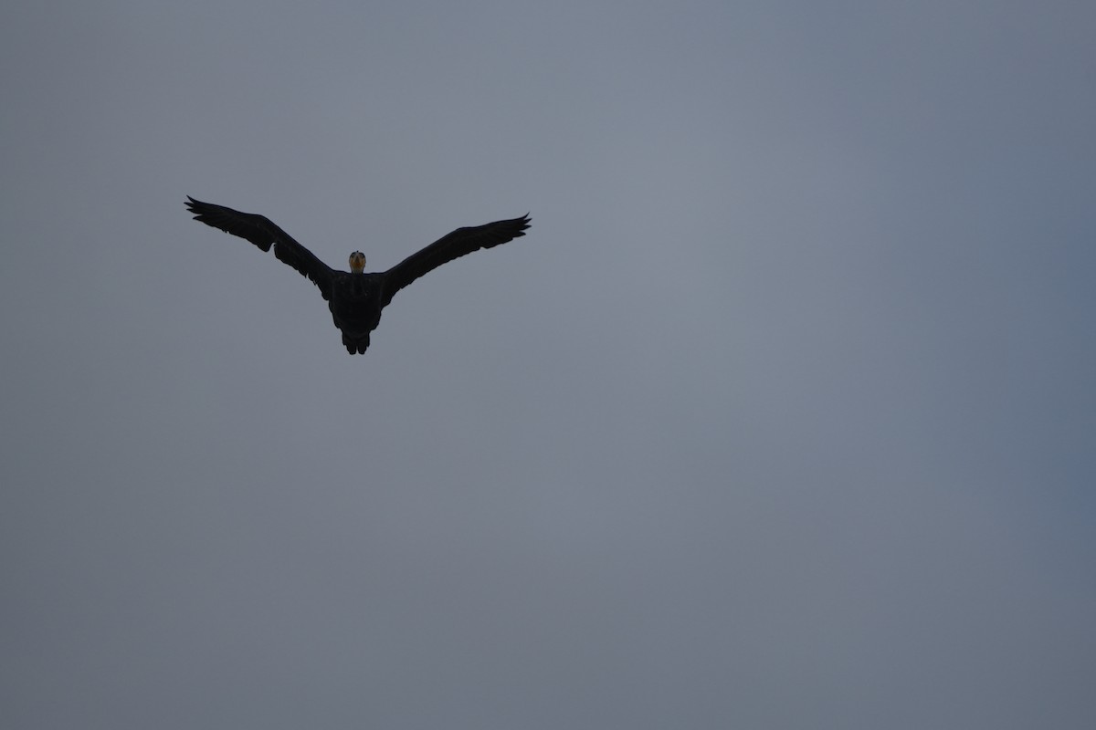 Great Cormorant - ML647685325