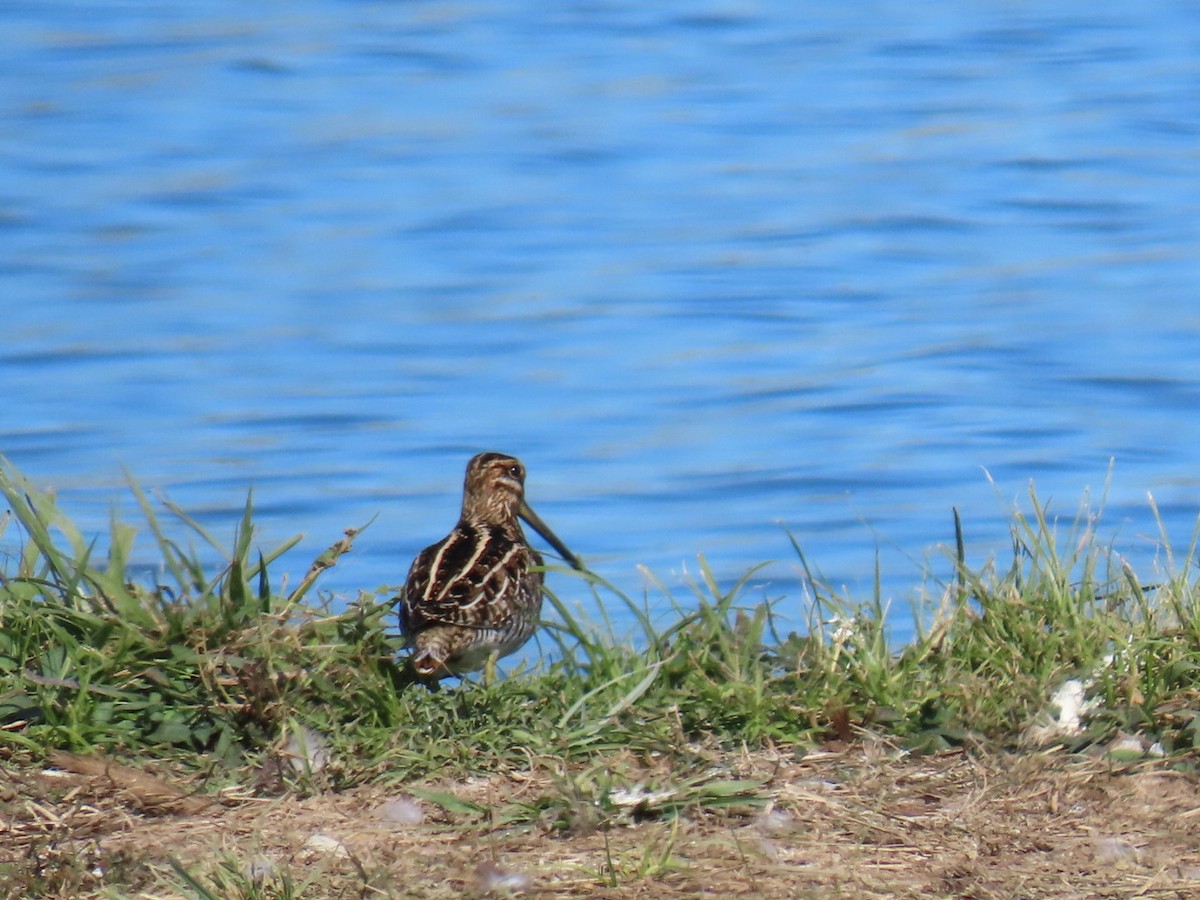 Wilson's Snipe - ML647685327