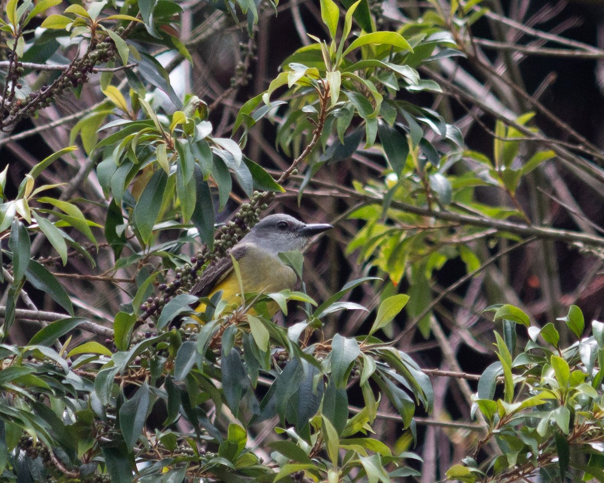 Tropical Kingbird - ML647685329