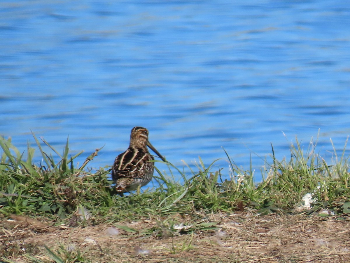 Wilson's Snipe - ML647685330