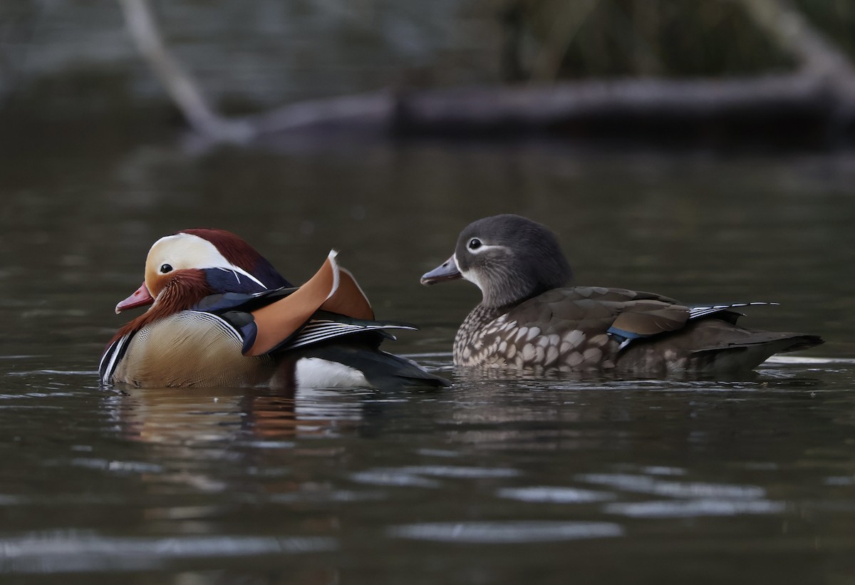 Mandarin Duck - ML647685333