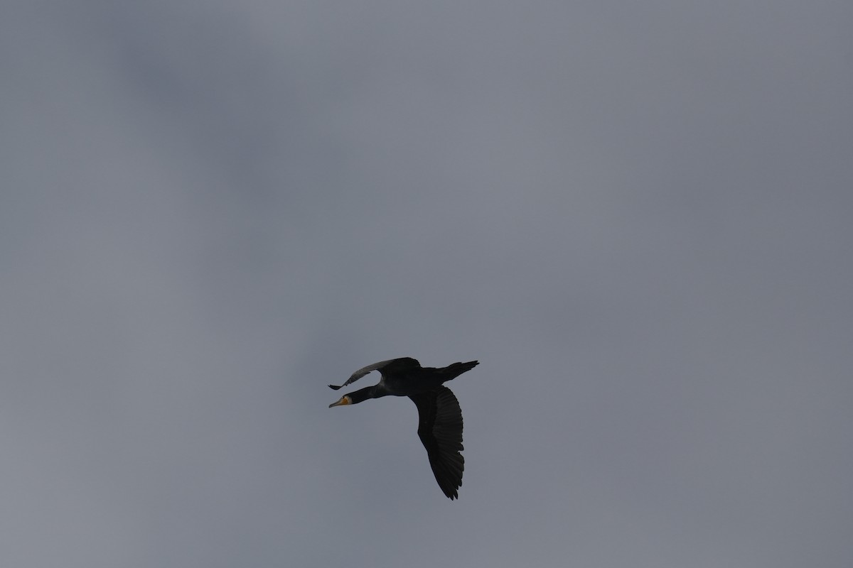 Great Cormorant - ML647685334