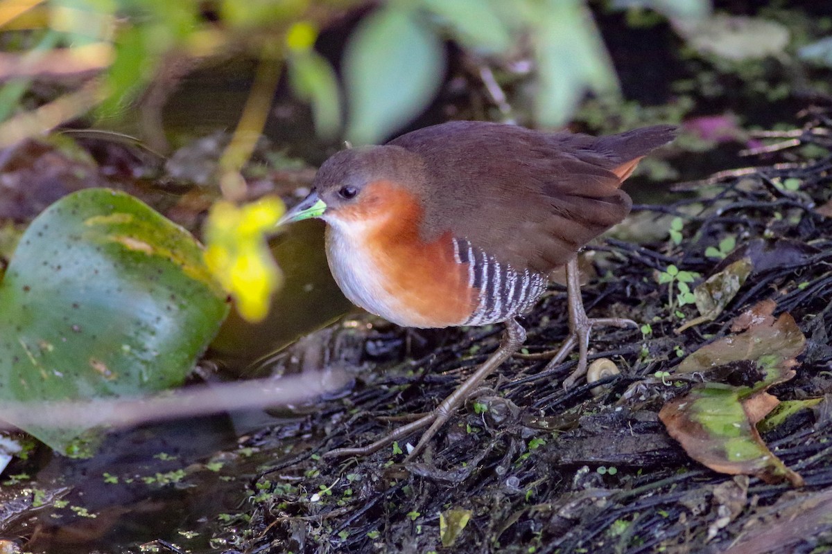 Rufous-sided Crake - ML647685335
