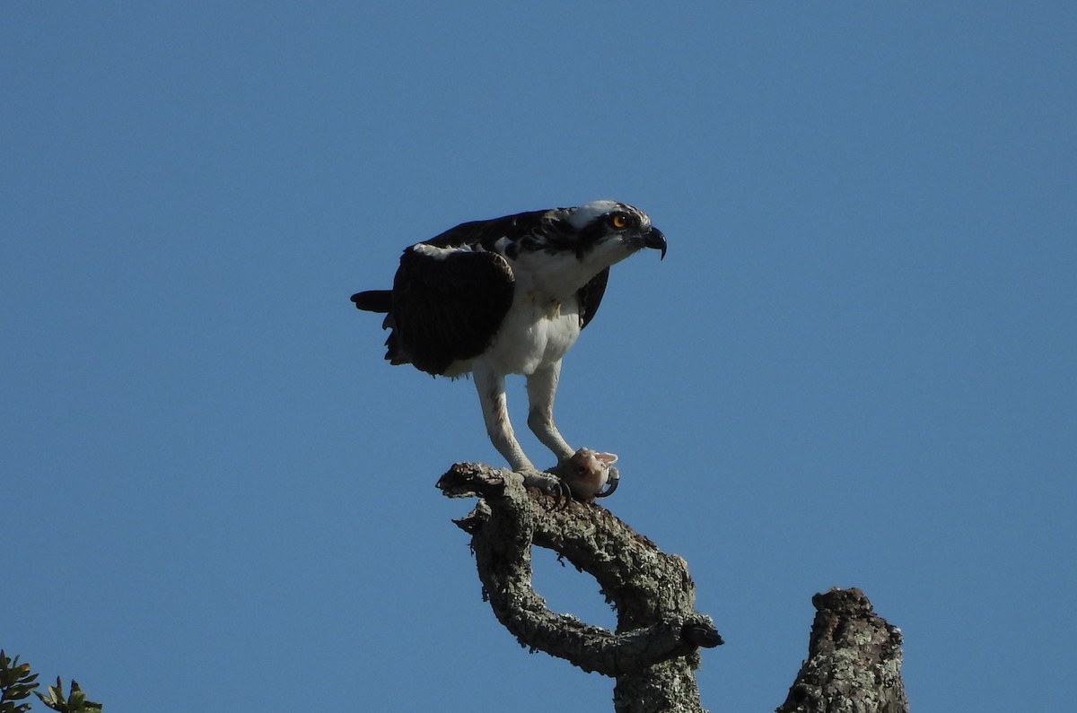 Osprey - ML647685336