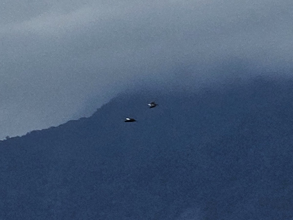 Green Sandpiper - ML647685337