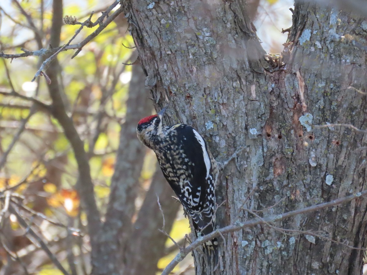 Yellow-bellied Sapsucker - ML647685340