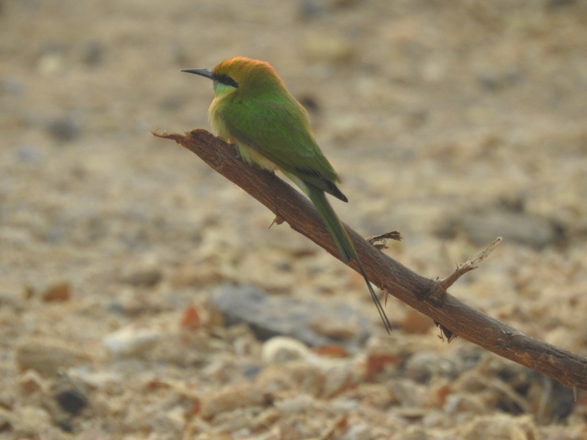 Asian Green Bee-eater - ML647685341