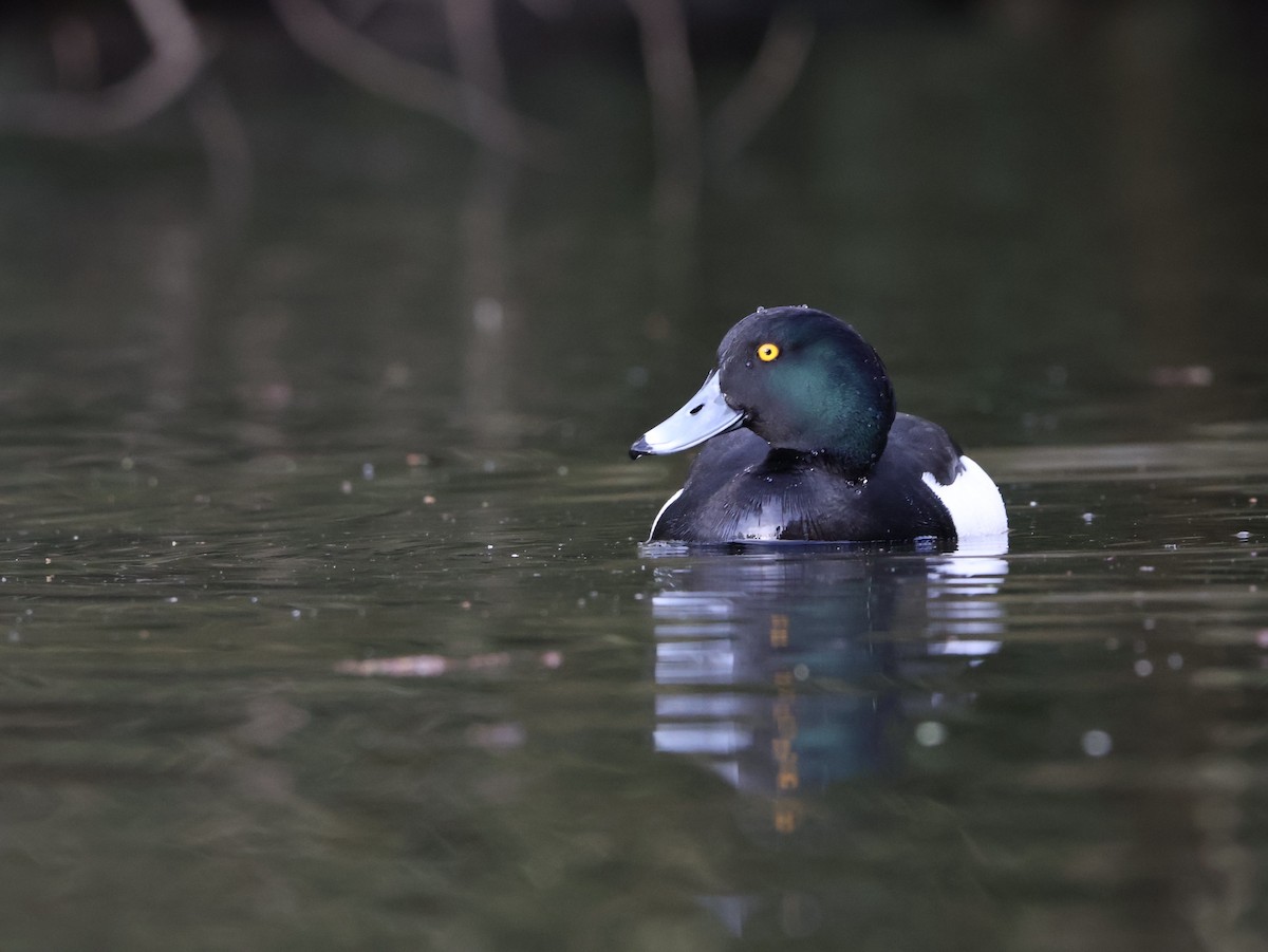 Tufted Duck - ML647685343
